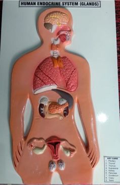Model of Endocrine glands Model of Endocrine glands